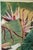 Tropical Parrot Limited Edition Print by Pam Mark 'Birds of Paradise' in Faux Bamboo Frame For Sale - Image 11 of 18