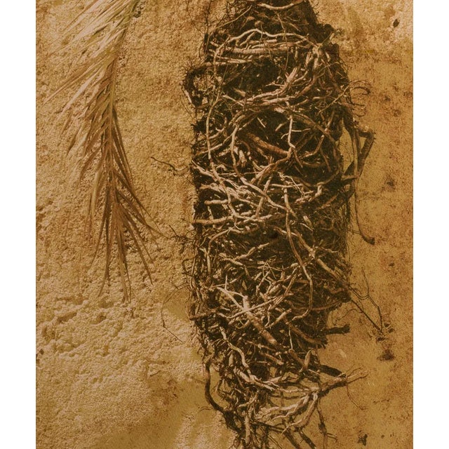 Palm - Signed limited edition archival pigment print - Edition of 8 Photography : 2012 Bichromate print : 2012 Pigment...