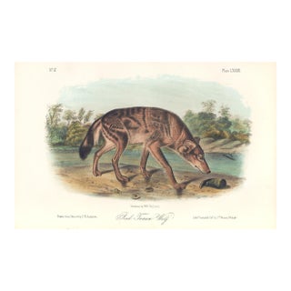 1851 Audubon Quadruped Octavo Lithograph "Plate 82 Red Texan Wolf" For Sale
