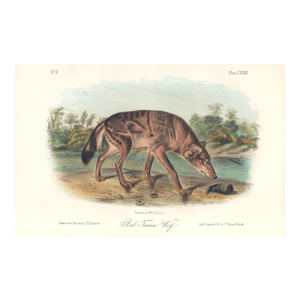 1851 Audubon Quadruped Octavo Lithograph "Plate 82 Red Texan Wolf"