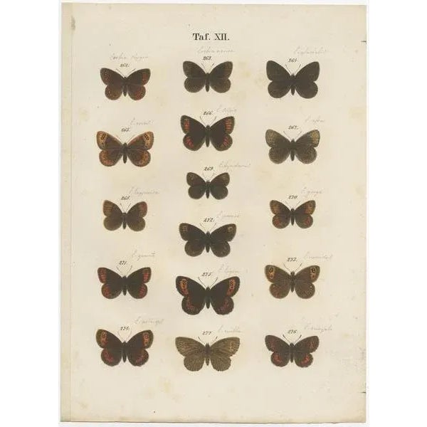 Ramann, Butterflies and Moths, 1870, Set of 7 For Sale - Image 5 of 9
