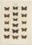 Ramann, Butterflies and Moths, 1870, Set of 7 For Sale - Image 5 of 9