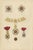 Plate XIV Orders of Belgium and Order of Leopold Stars Badges and Collar, 1844 For Sale - Image 3 of 8