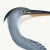 Giclee reproduction from the Watercolors of Olof Rudbeck by C.F.A Edition. Also known in America as the Great Blue Heron....