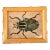 Goliath Beetle Study by Memo Faraj For Sale