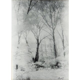 Mid 20th Century Trees Silver Gelatin Photograph For Sale