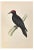 Alexander Francis Lydon, Black Woodpecker, Woodcut Print, 1870 For Sale