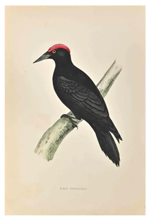 Alexander Francis Lydon, Black Woodpecker, Woodcut Print, 1870