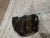 1970s Inuit Native Josie Nuluki Soapstone Carved Seal For Sale - Image 9 of 10