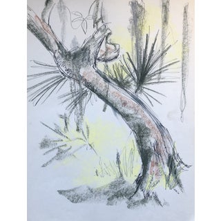 1966 Rainbow Springs Florida Landscape With Saw Palmetto and Oak For Sale