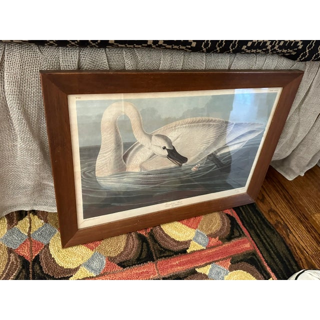 Green Canada Goose by John James Audubon – Framed Print From 1944 Macmillan Edition of the Birds of America For Sale - Image 8 of 9