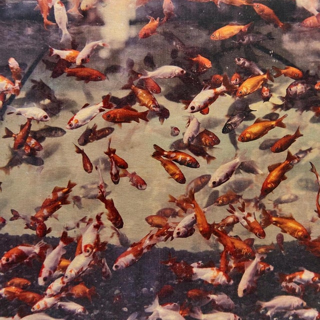 Albarran & Cabrera, Image of Fish, Photograph with Gold Leaf on Japanese Paper, 2013, Framed For Sale - Image 6 of 11
