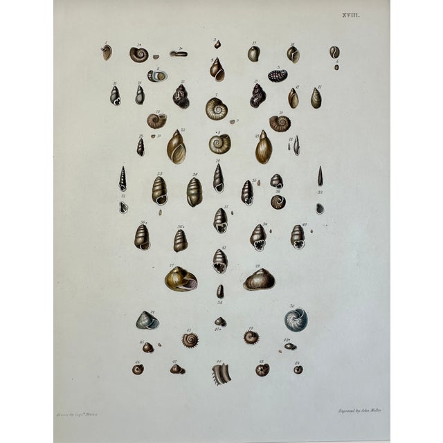 Illustration Winkle & Turban Shells, 19th Century Print (Unframed) For Sale - Image 3 of 4