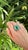 Metal Set in 18k Gold, 7.59 Carats, Natural Zambian Emerald & Diamonds Engagement Ring, Size 6.5 For Sale - Image 7 of 11