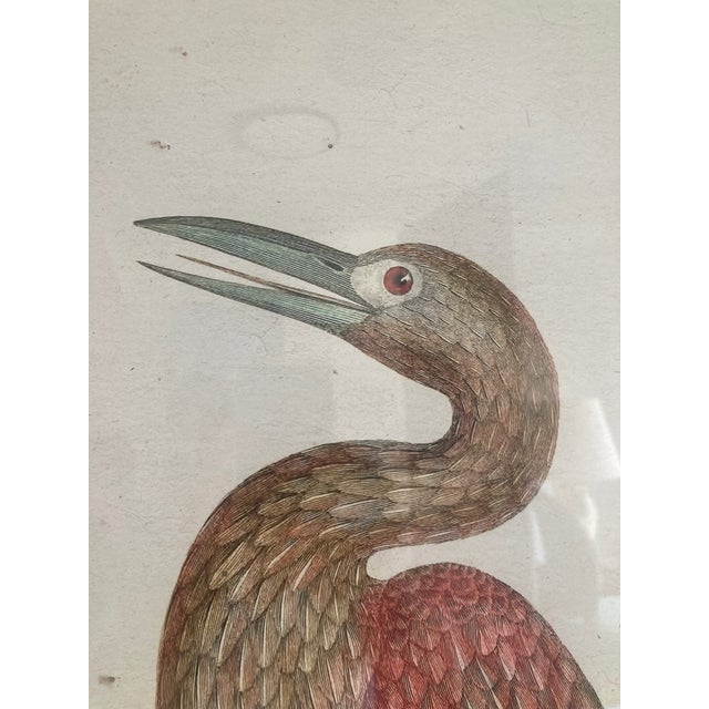 Audubon 3 Bird Print Framed For Sale - Image 10 of 15