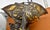 Antique Gilt Bronze Cherub Figure Holding Shell Form Centerpiece Bowl For Sale - Image 18 of 18
