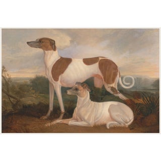 Vintage Greyhound Dog Art Print by Charles Hancock - 12" X 8" For Sale