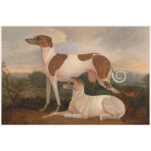 Vintage Greyhound Dog Art Print by Charles Hancock - 12" X 8" For Sale