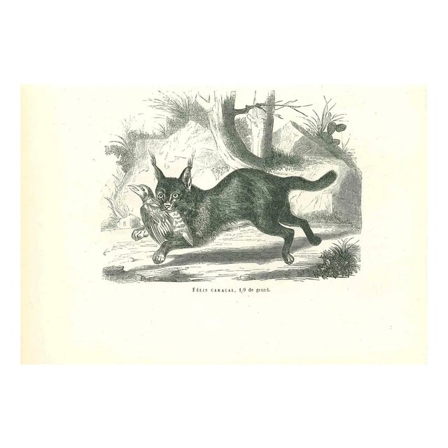 Paul Gervais, The Hunting Cat, 1854, Lithograph For Sale