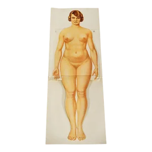 Antique Foldable Anatomical Brochure Depicting Female Anatomy