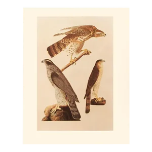 1966 Vintage American Classical Print "Goshawk" After John James Audubon