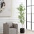 Traditional Boreal Potted Birch Tree For Sale - Image 3 of 7