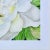 “White Rose” Giclee Print of Watercolor by Deborah Rogers For Sale - Image 4 of 6