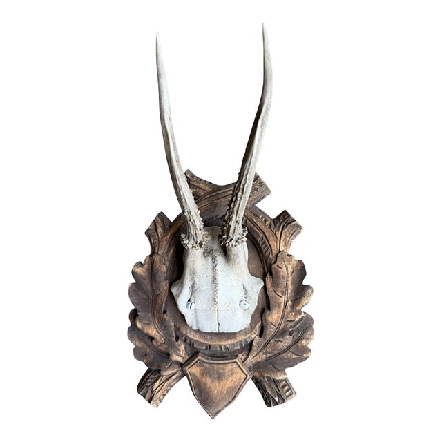 Roe Deer Trophy 150 Black Forest Antlers For Sale