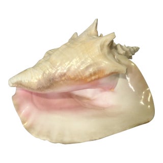 Vintage Beach Queen Conch Sea Shell White Natural and Blush Pink For Sale