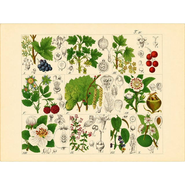 Rare 1876 German Hand-Colored Botanical Plates From Büchner’s Pflanzen-Atlas — Set of 6 For Sale In Milwaukee - Image 6 of 7