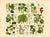 Rare 1876 German Hand-Colored Botanical Plates From Büchner’s Pflanzen-Atlas — Set of 6 For Sale In Milwaukee - Image 6 of 7