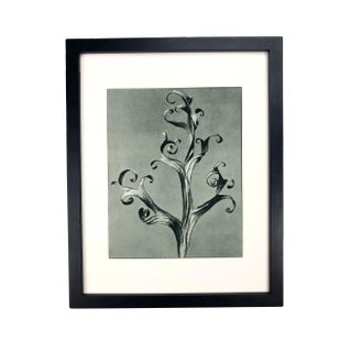 Framed Antique Photogravure Blossfeldt Botanical Print - No. 43 For Sale