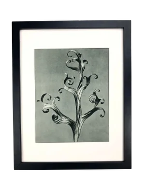 Framed Antique Photogravure Blossfeldt Botanical Print - No. 43