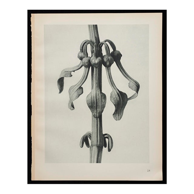 Original Karl Blossfeldt Photogravure Botanical Print For Sale