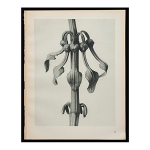 Original Karl Blossfeldt Photogravure Botanical Print