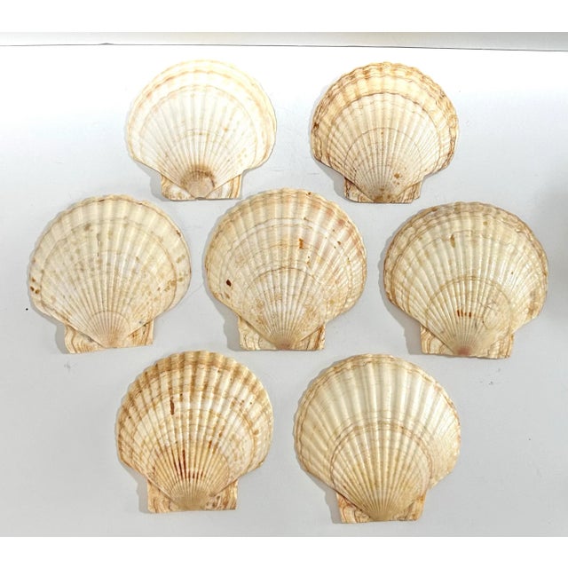 Contemporary Vintage Natural Scallop Shell Appetizer Plates – Coastal Entertaining Seafood Serving Set (7) For Sale - Image 3 of 12