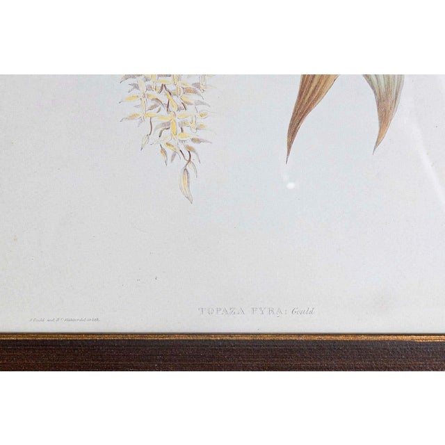 19th Century John Gould Bird Print - One of 24 For Sale - Image 4 of 5