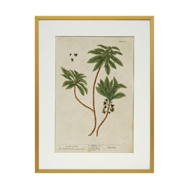 18th Century 18th C Botanical Engraving Set 6 Framed Antique Botanical Wall Art Elizabeth Blackwell Prints Traditional & English Country Decor - Set of 6 For Sale - Image 5 of 10