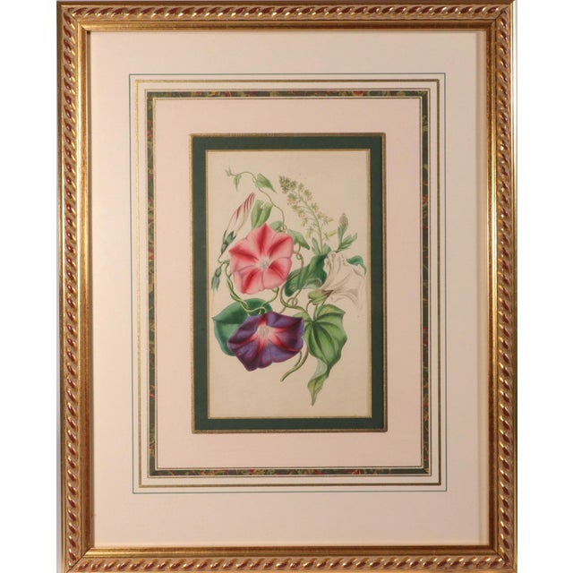 Lessons From the Vegetable World: Robert Mackenzie Stark Botanical Prints 1858 For Sale - Image 9 of 13