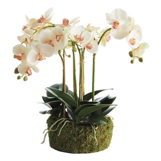 Phalaenopsis Orchid Bowl Drop-In 18.5" For Sale