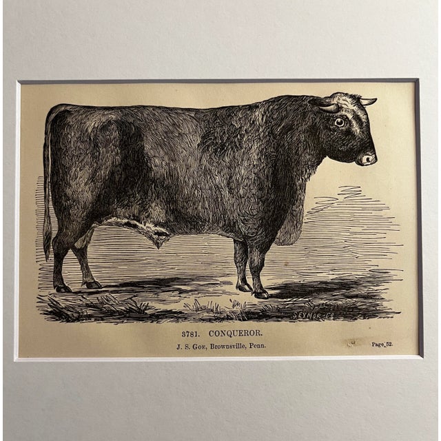 American 19th C. Bull and Cow Prints Set/2 For Sale - Image 3 of 4