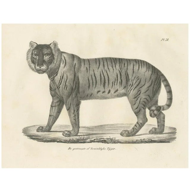 Majestic Striped or Royal Tiger, 1836, Lithograph For Sale - Image 10 of 10