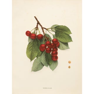 1900s U. P. Hedrick, Original Antique Photogravure of George Glass Cherries For Sale