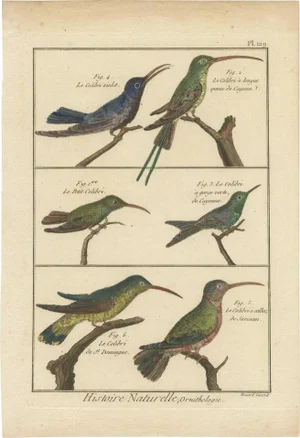 Bernard, 6 Colibris, 1792, Print