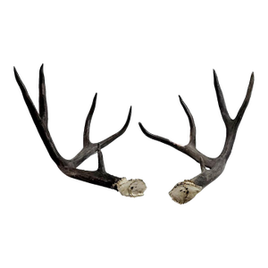 Naturally Shed Four Point Deer Antlers - A Pair