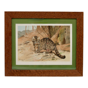 Framed 19th-Century Chromolithograph of Wildcat