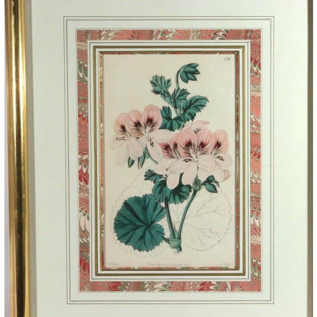 Paper Antique Botanical Prints of Geranium by Robert Sweet For Sale - Image 7 of 18