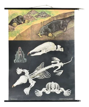 Wall Chart of the Mole by Jung-Koch-Quentell, 1950s