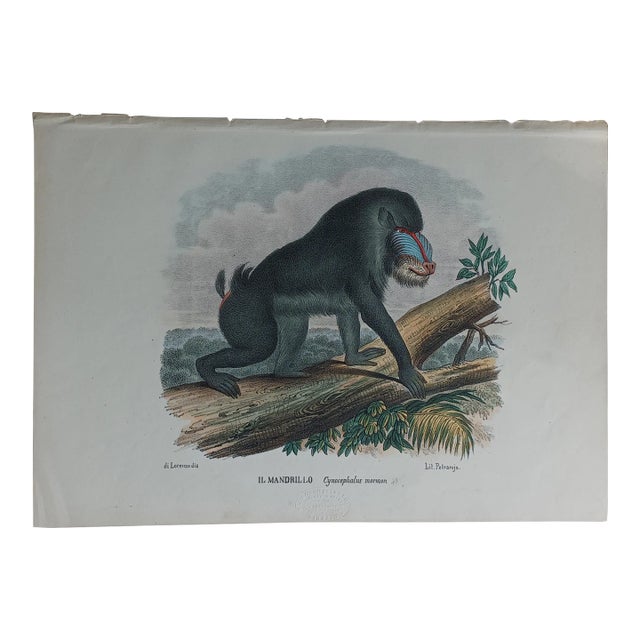 Antique Monkey Hand Colored Lithograph, Large Size, Italy, 1868 For Sale