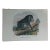 Antique Monkey Hand Colored Lithograph, Large Size, Italy, 1868 For Sale